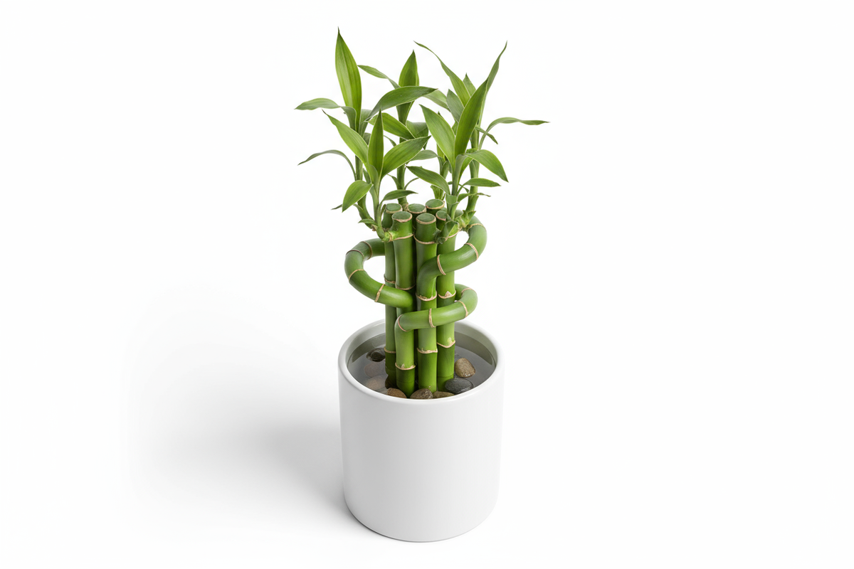 Mini Bamboo Pot