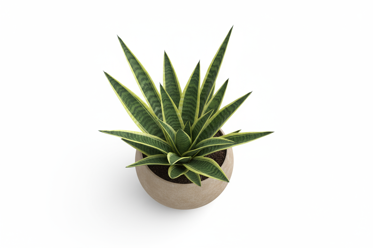 Snake Leaf Pot