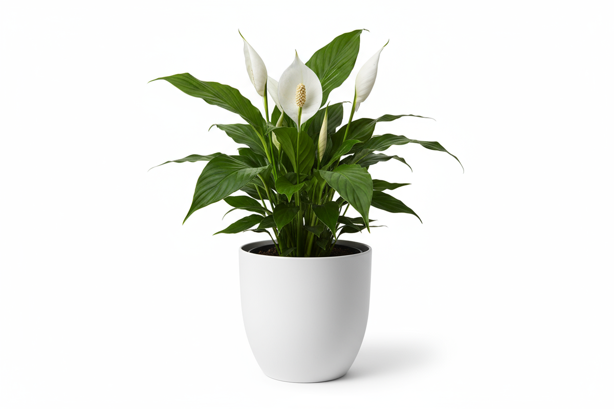 Peace Lily Ceramic Pot