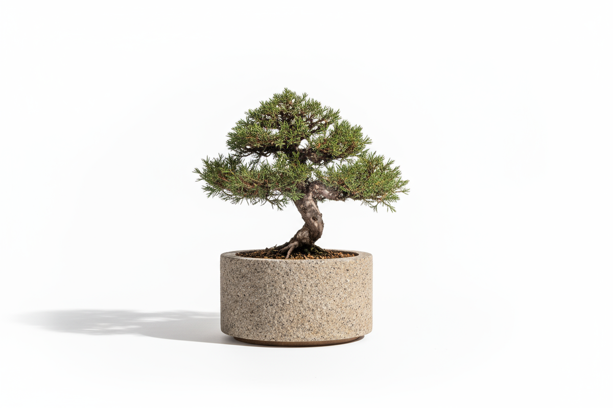Bonsai Essence