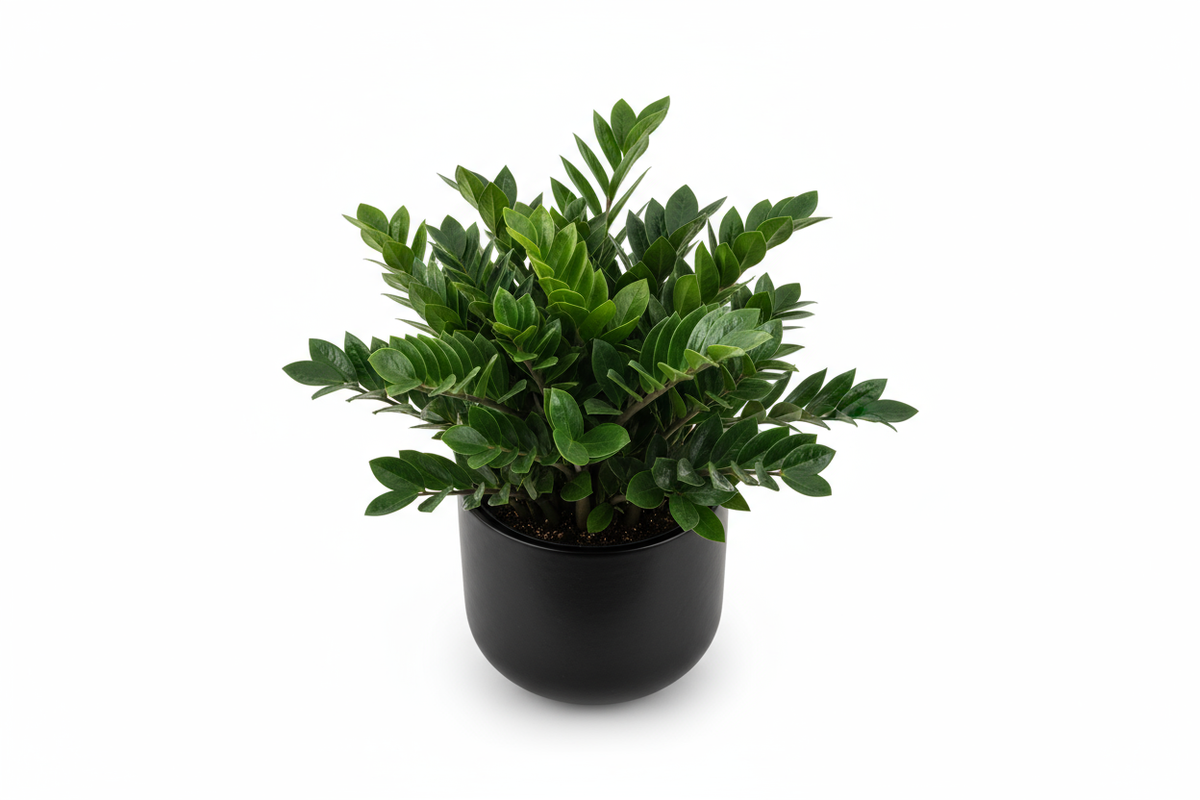 ZZ Gloss Pot