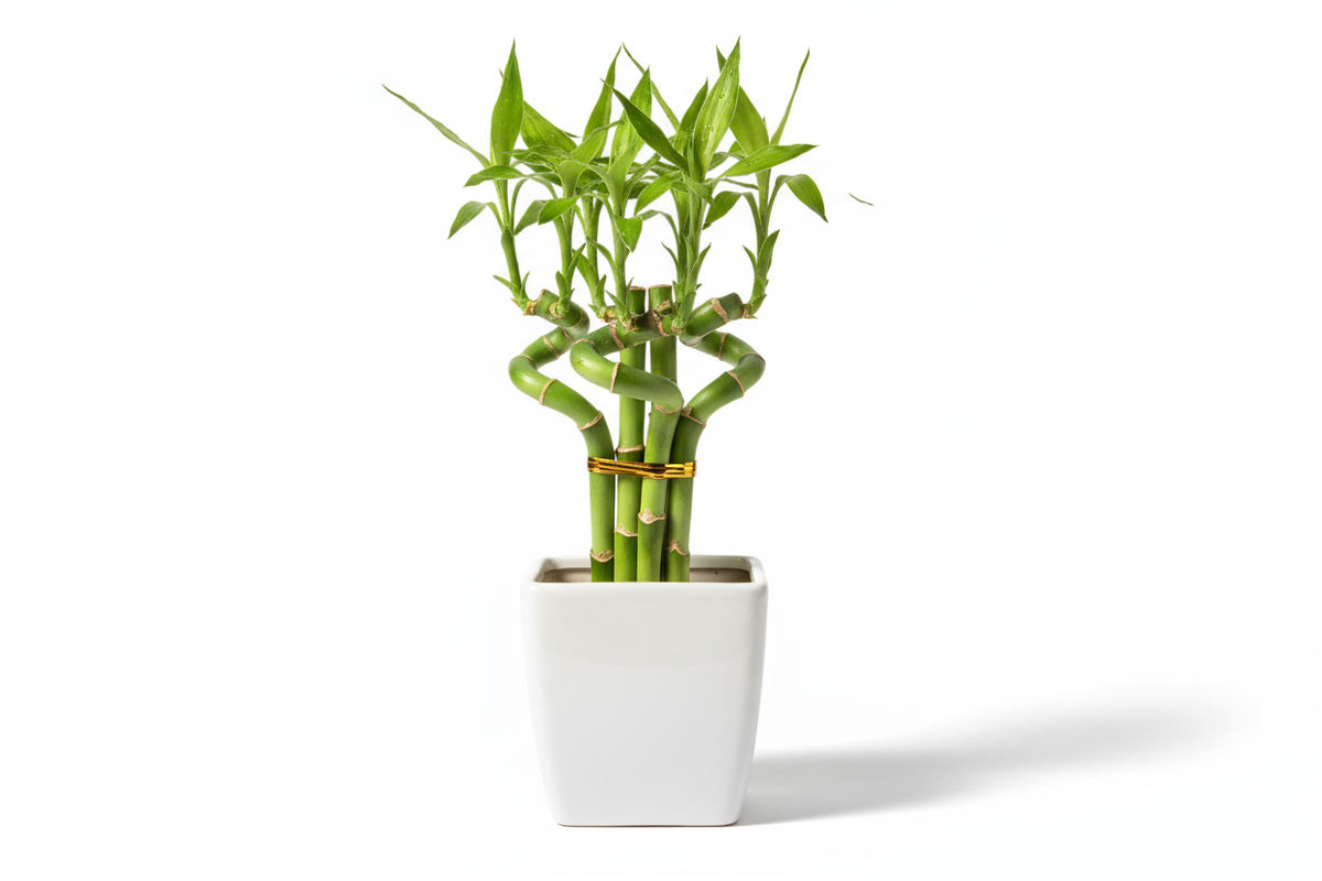 Mini Bamboo Pot