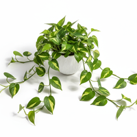 Money Plant Basic