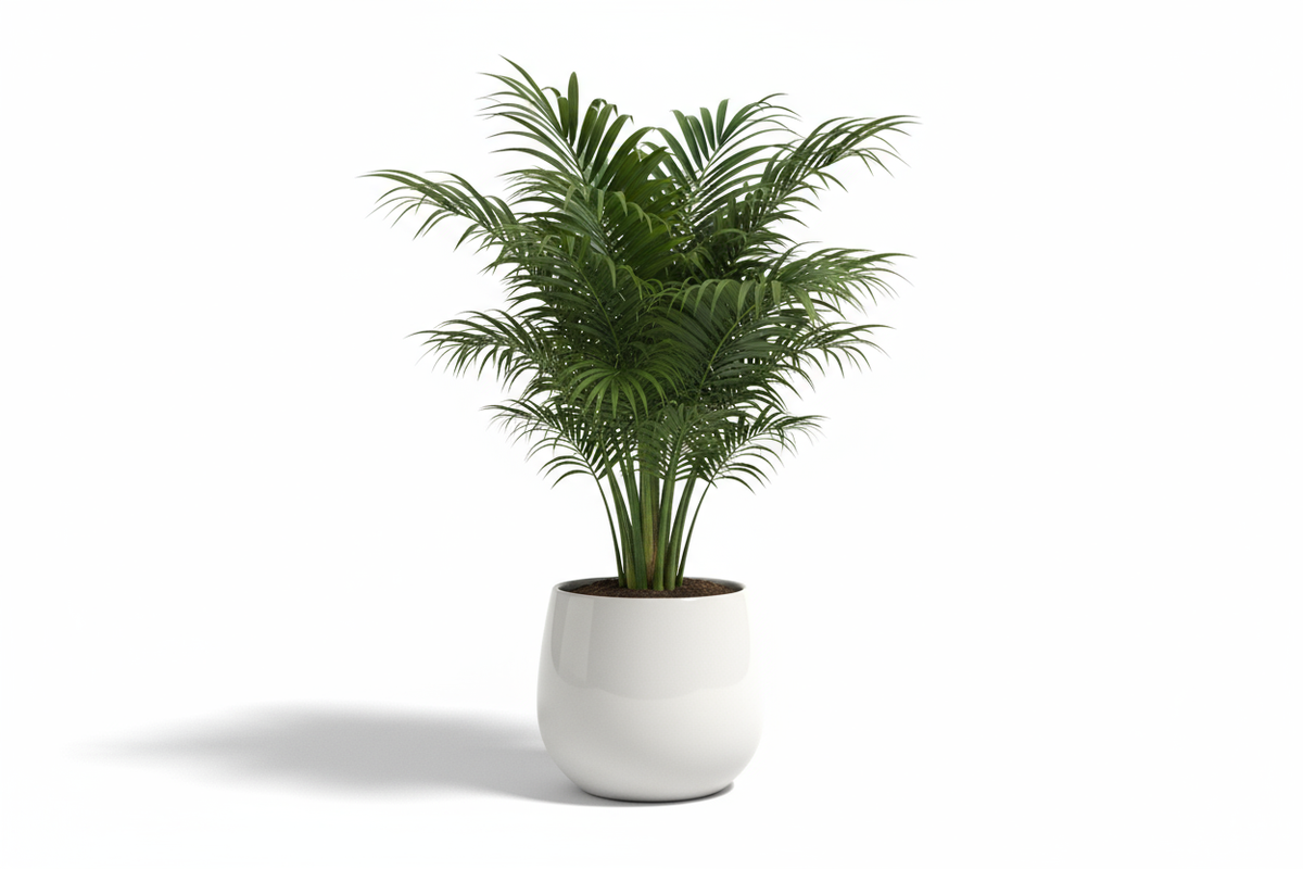 Areca Palm Mini