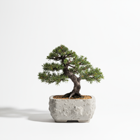Bonsai Essence