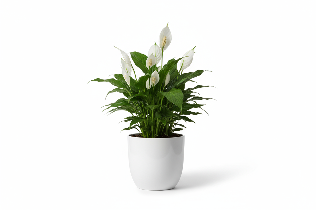 Peace Lily Ceramic Pot