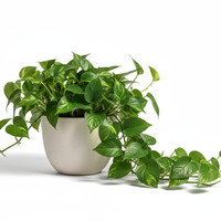 Money Plant Basic