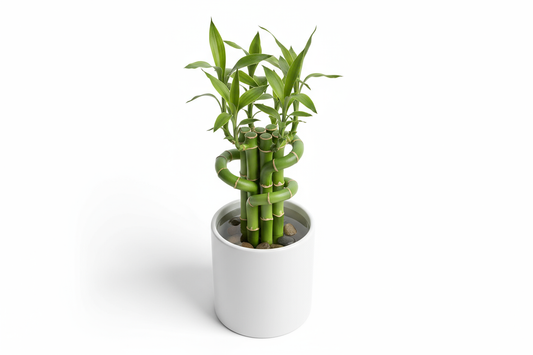 Mini Bamboo Pot