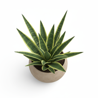 Snake Leaf Pot