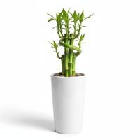 Mini Bamboo Pot