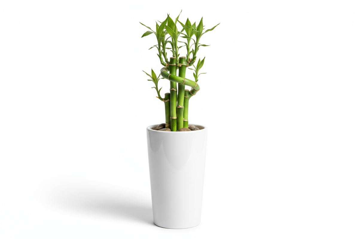 Mini Bamboo Pot