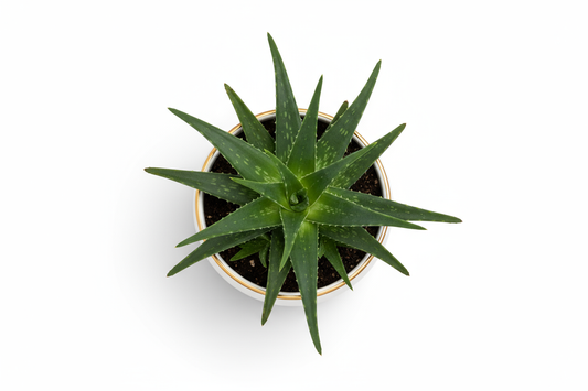 Aloe Luxe Planter