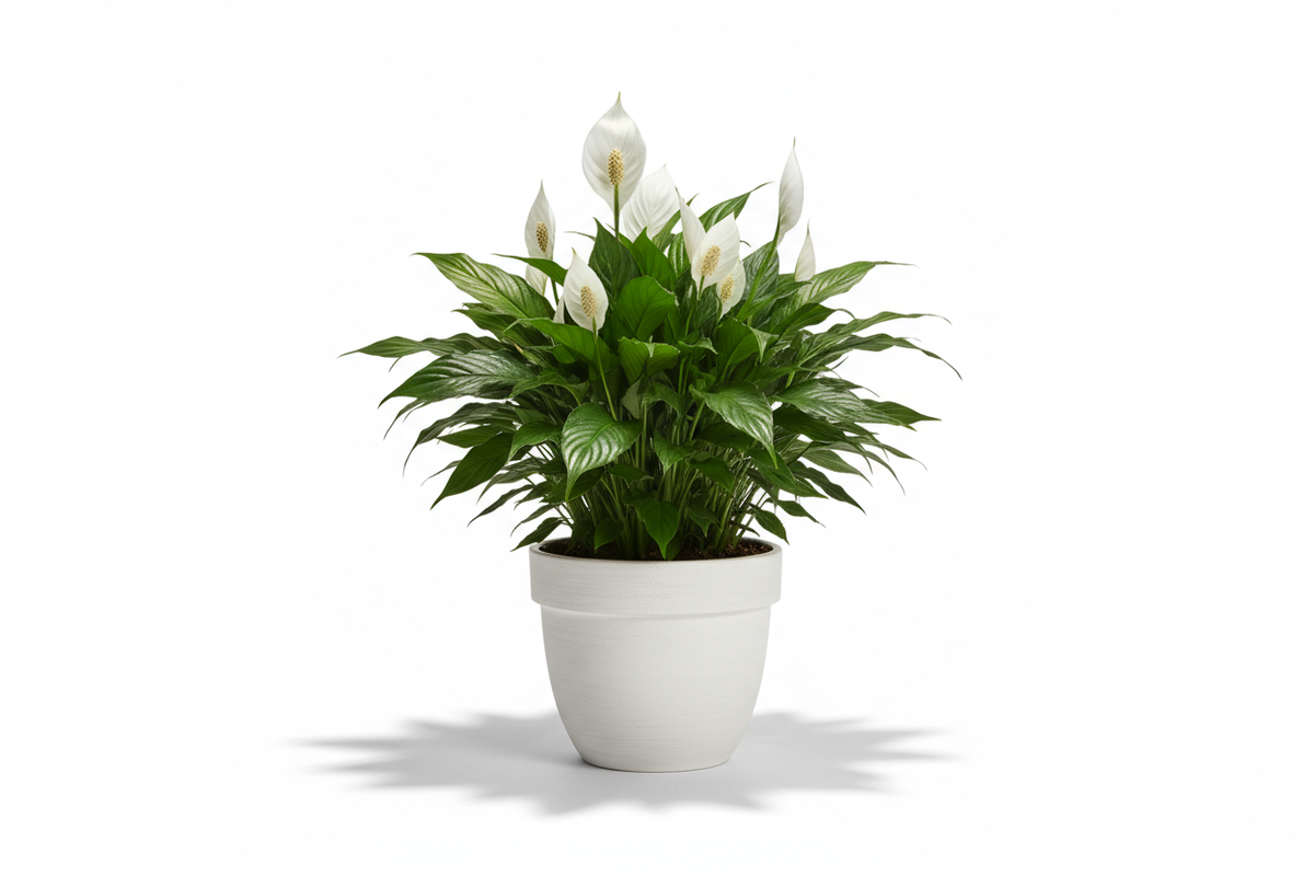 Peace Lily Ceramic Pot
