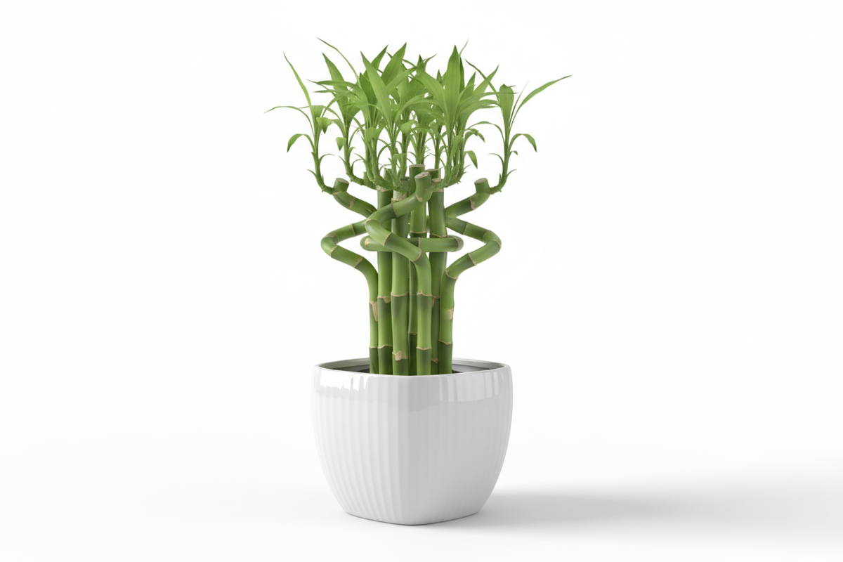 Mini Bamboo Pot