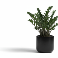ZZ Gloss Pot