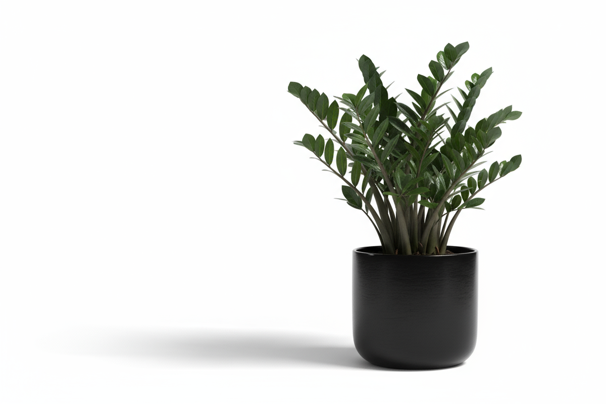 ZZ Gloss Pot