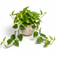 Money Plant Basic