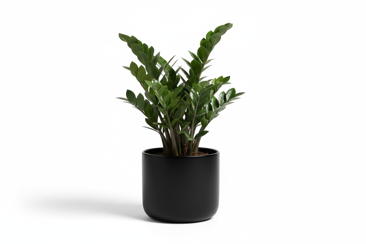 ZZ Gloss Pot