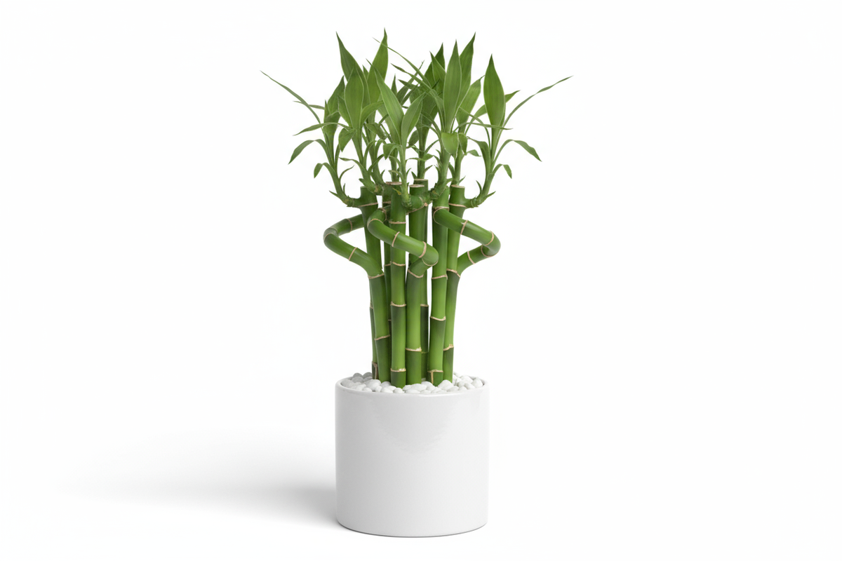 Mini Bamboo Pot