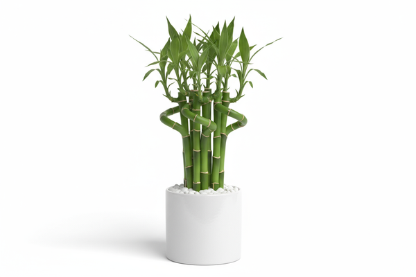Mini Bamboo Pot