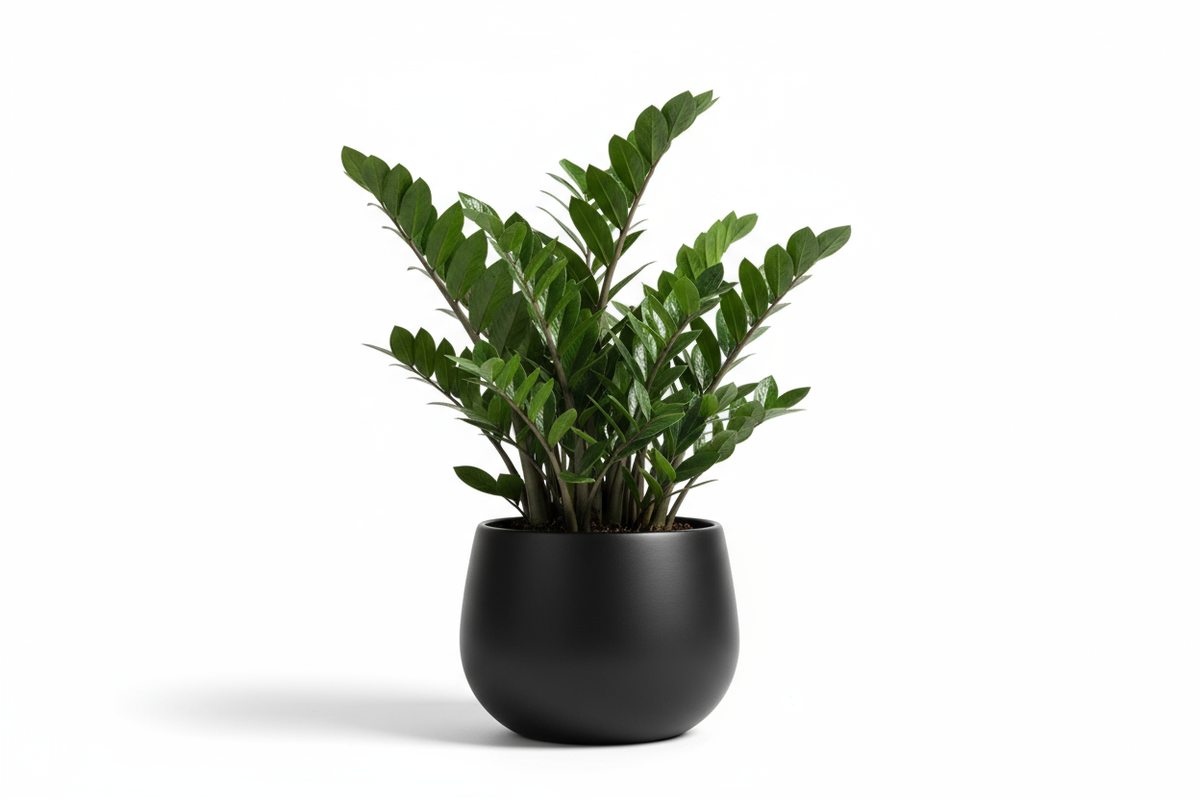 ZZ Gloss Pot