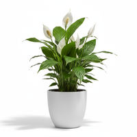 Peace Lily Ceramic Pot