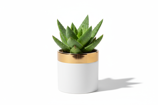 Aloe Luxe Planter