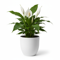 Peace Lily Ceramic Pot