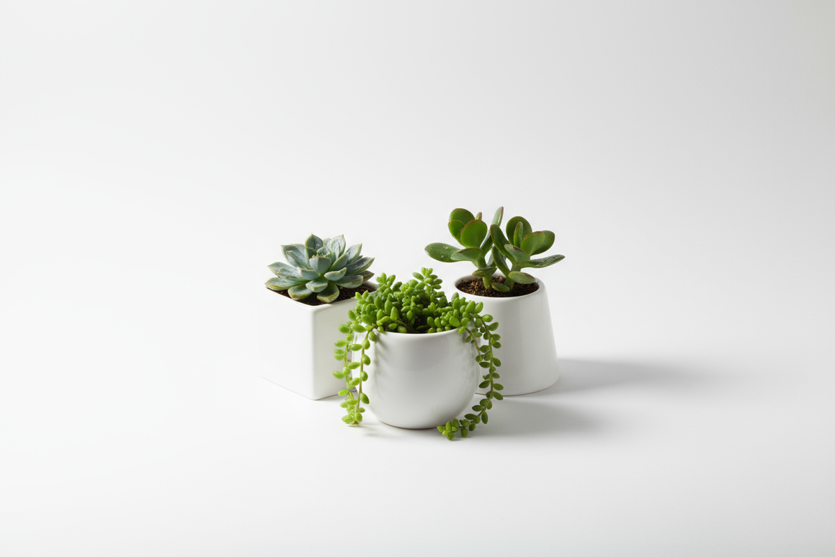 Succulent Trio