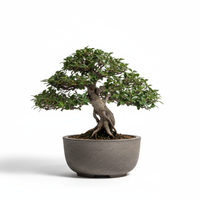 Bonsai Essence