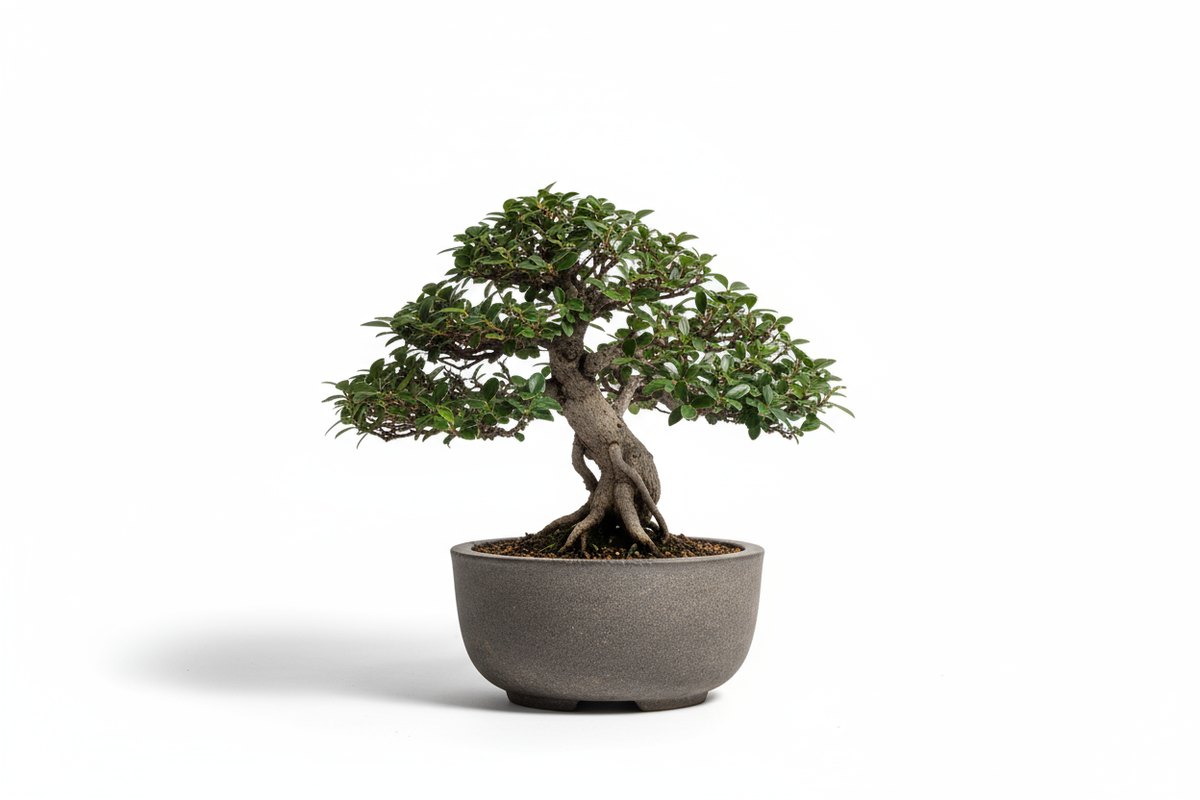 Bonsai Essence