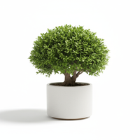 Bonsai Essence