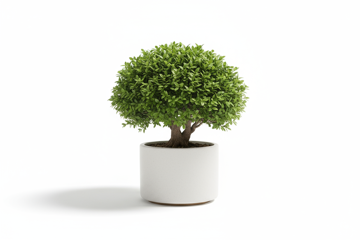 Bonsai Essence